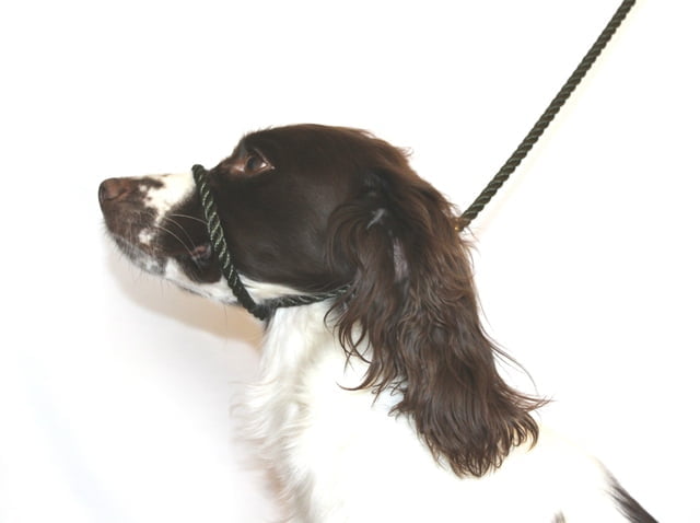 Dog & Field Figure 8 Lead - Cotton Rope