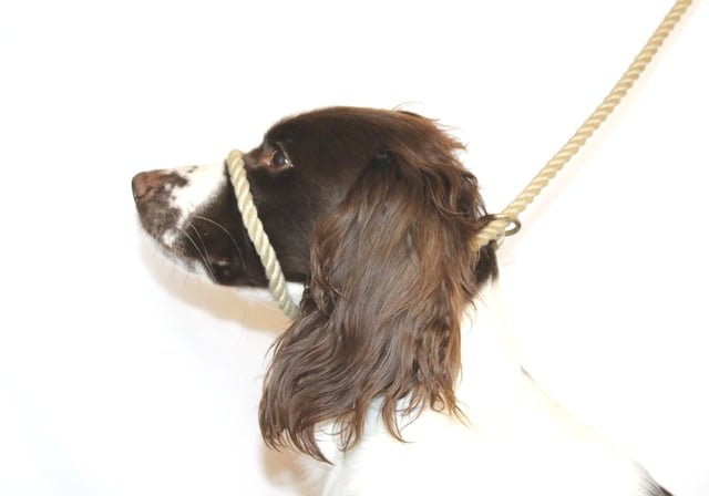 Dog & Field Figure 8 Lead - Cotton Rope