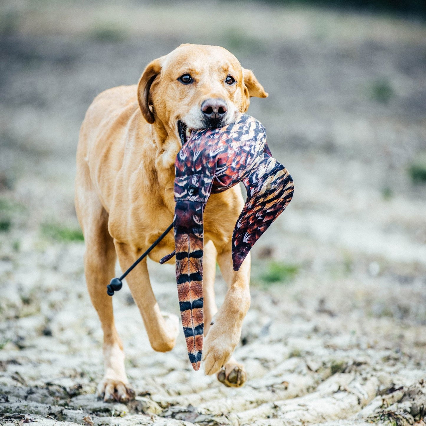Dog & Field The Original Clone®️ Dead Bird Dummy – Cock Pheasant